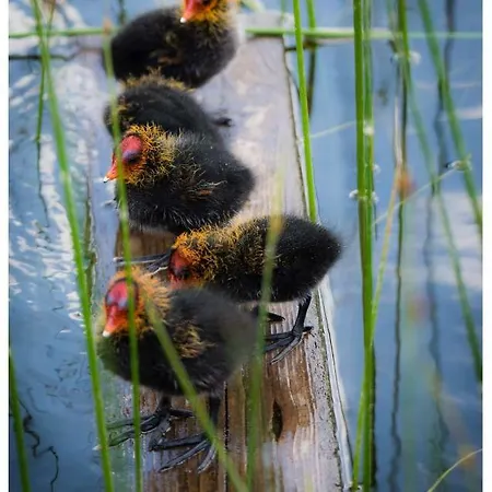 Na Mazurach Rojo, Polska Wies 26h Feriehus