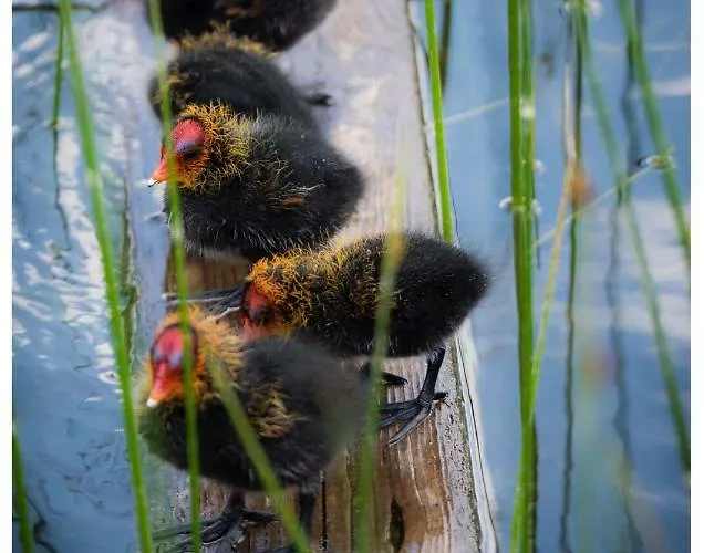 Na Mazurach Rojo, Polska Wieś 26h Dom wakacyjny